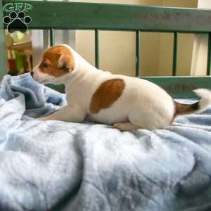 Ronald, Jack-A-Ranian Puppy